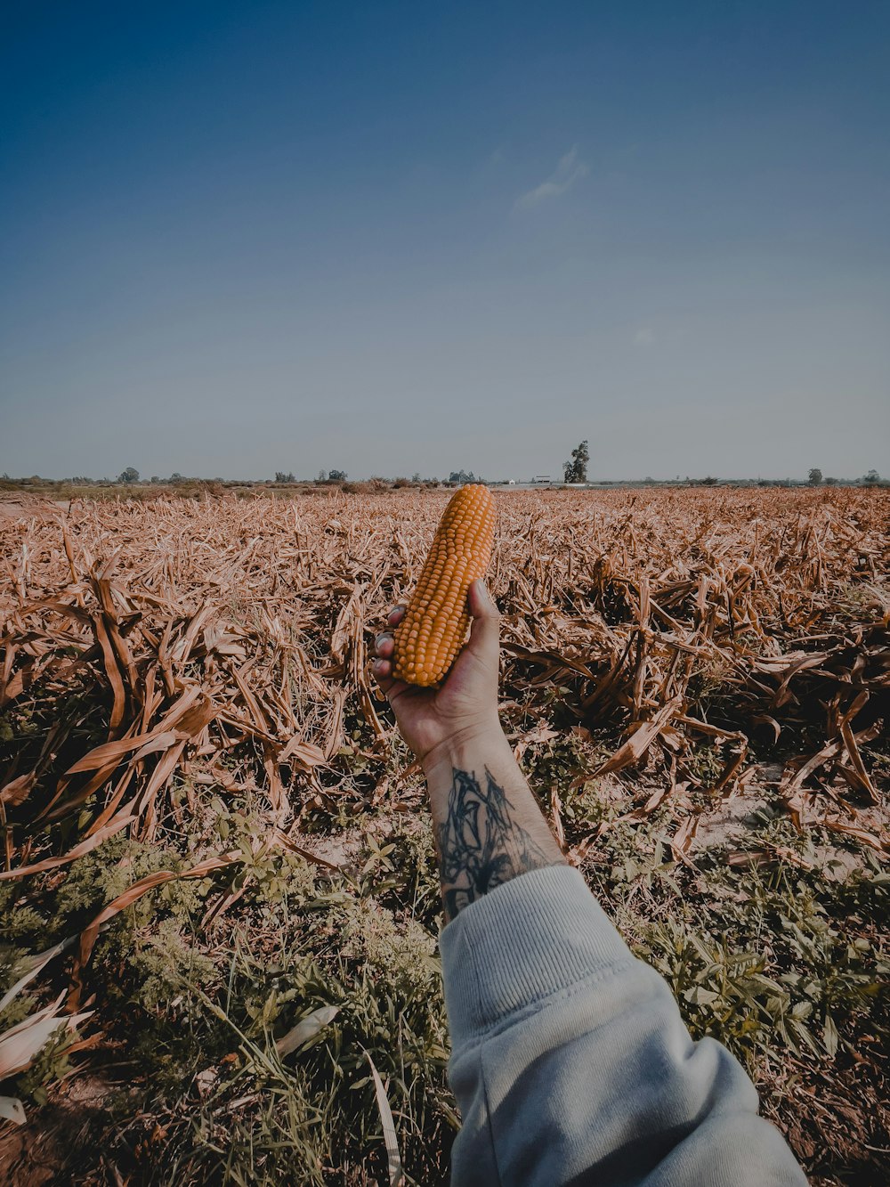a person holding a corn
