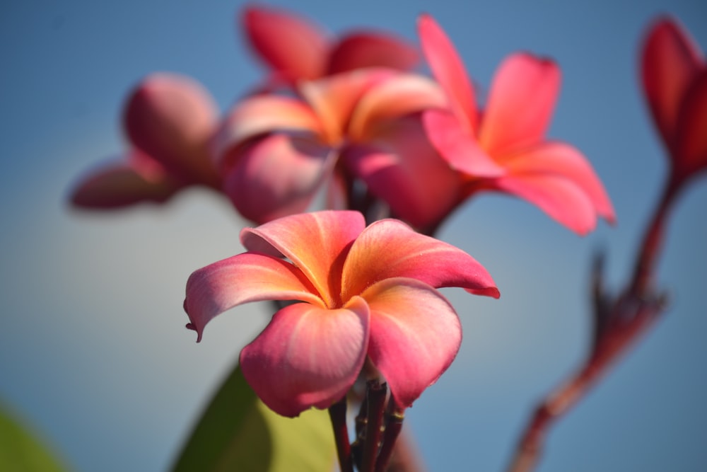 a close up of some flowers