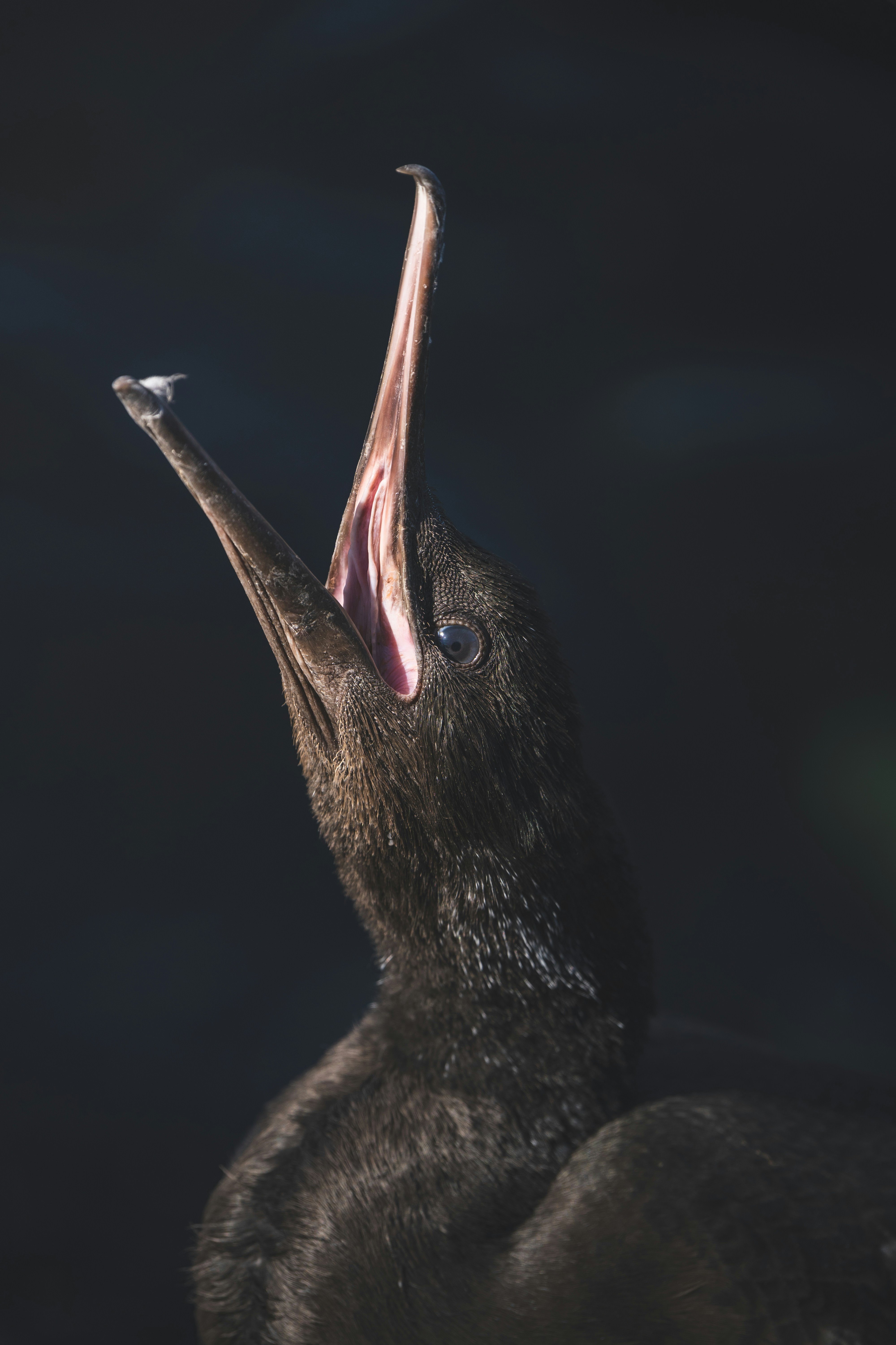 a bird with a long beak