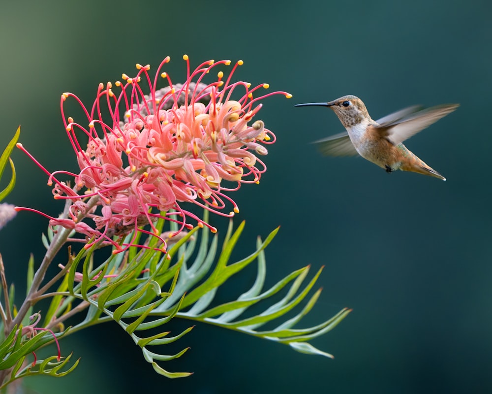 a hummingbird flying over a pink flower