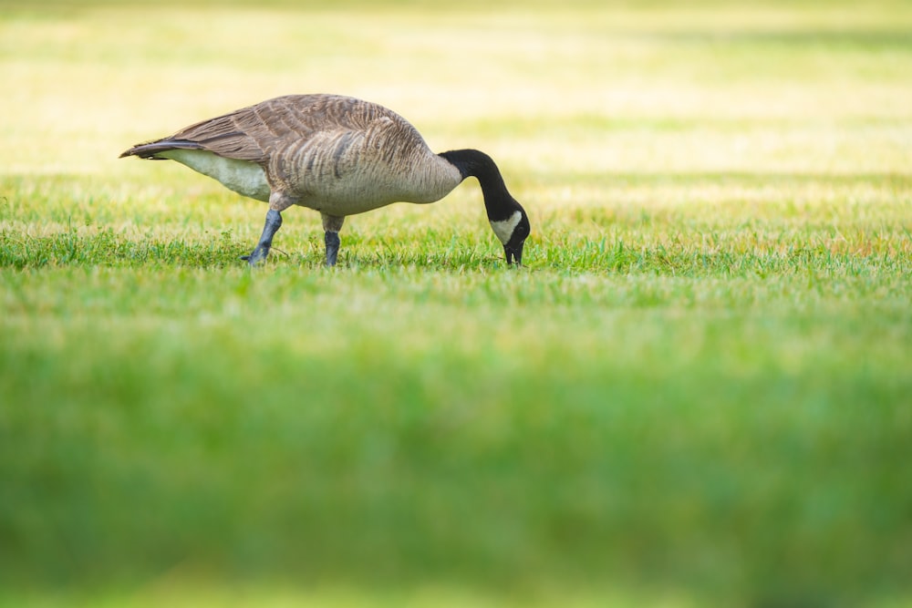 a bird walking on grass