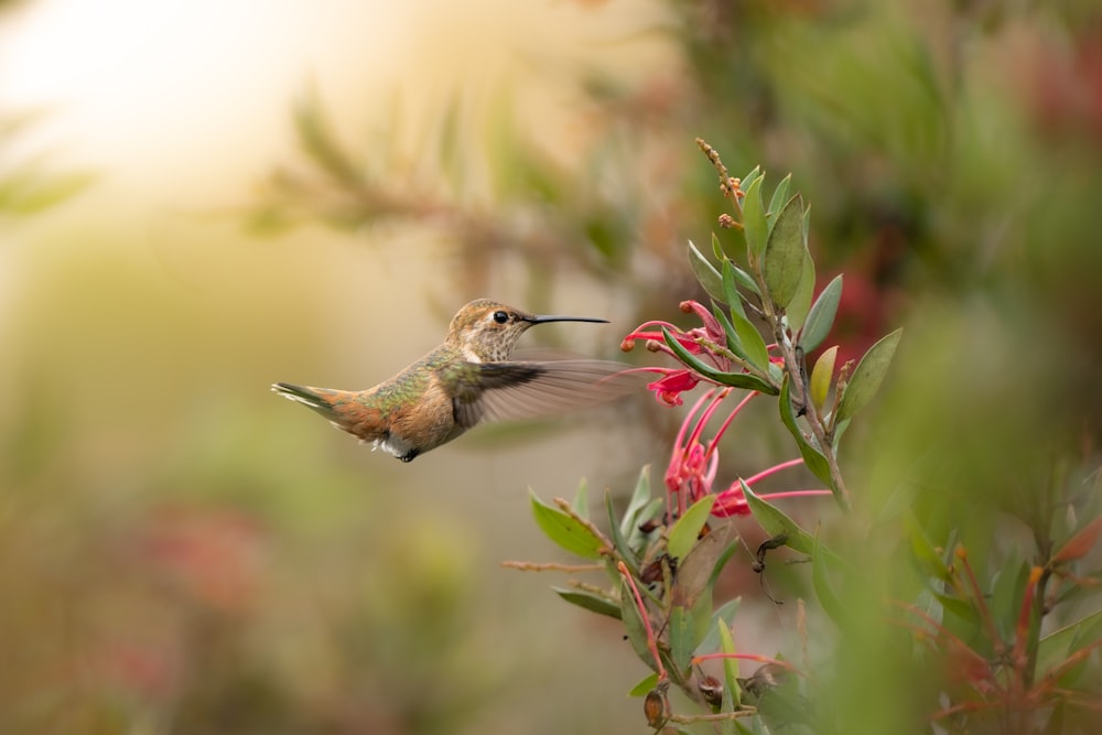 a hummingbird flying over a flower