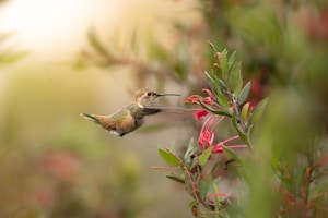 Hummingbird in Flight