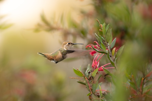 A hummingbird flutters mid-air next to vibrant red flowers, surrounded by lush green foliage. The bird is captured in motion with its wings blurred from rapid movement, focusing intently on the blossoms.