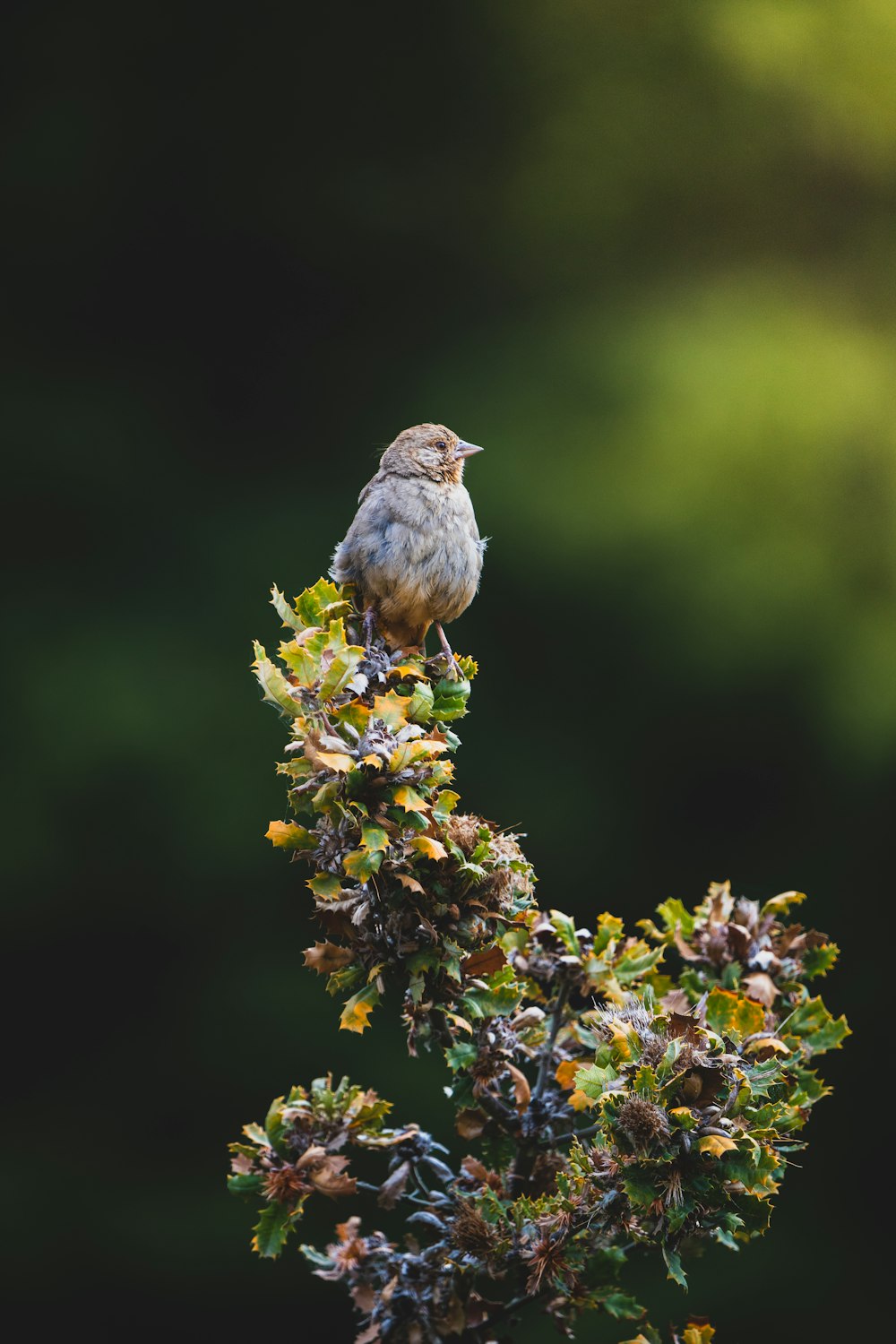 a bird sitting on a bush