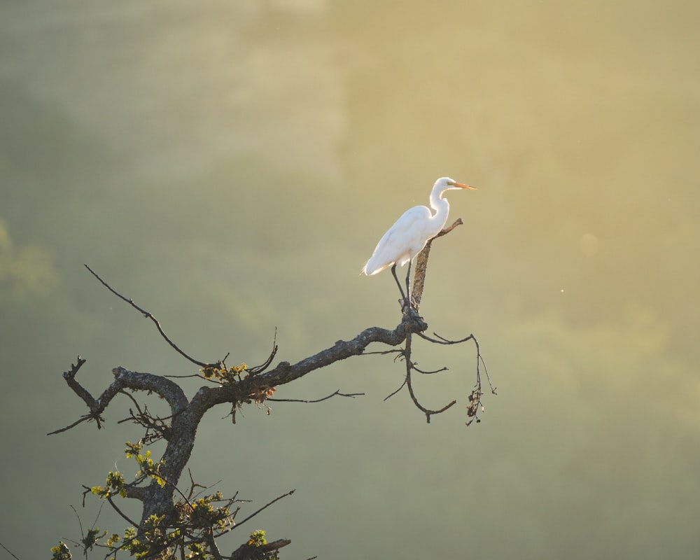 a white bird on a tree branch