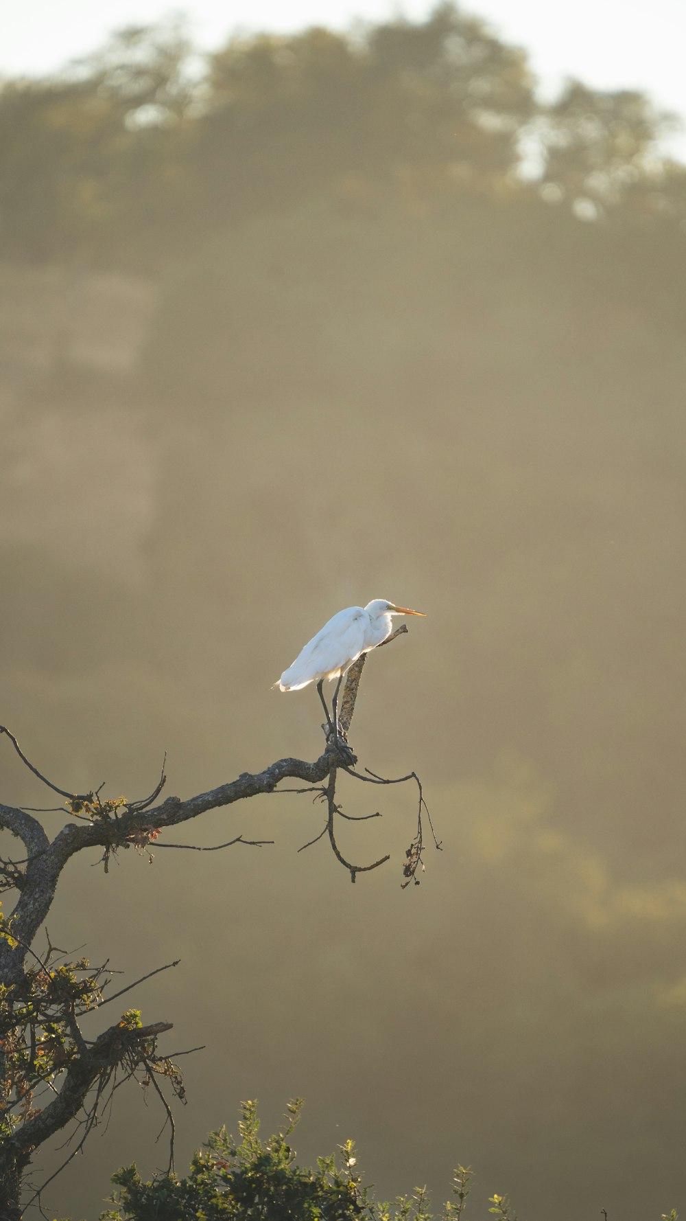 a bird on a tree branch