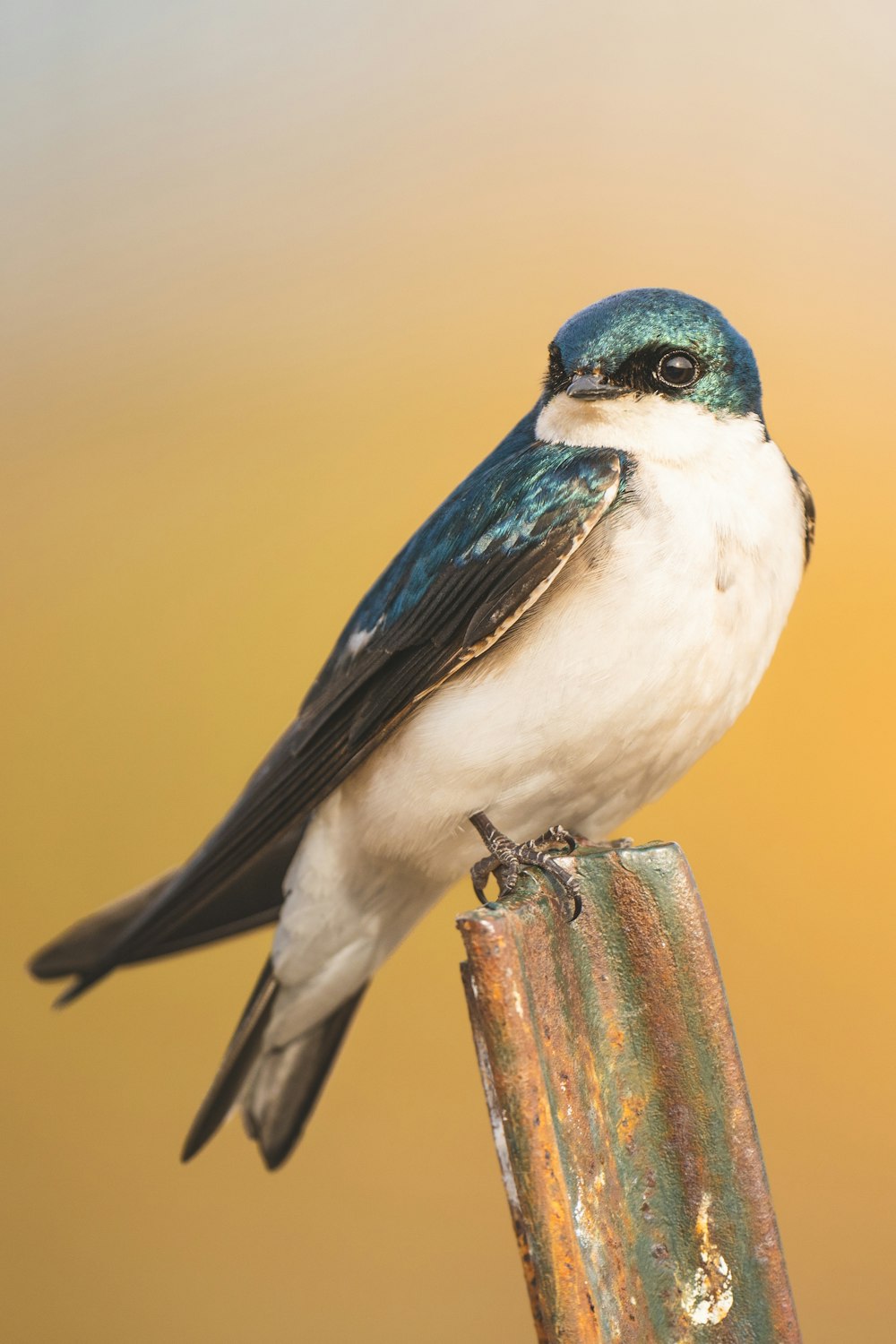 a bird on a post