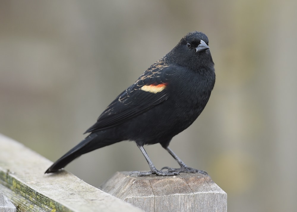 Un oiseau noir sur un poteau en bois