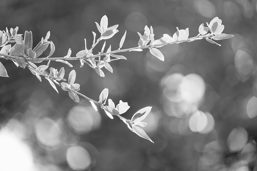 a close up of a tree branch