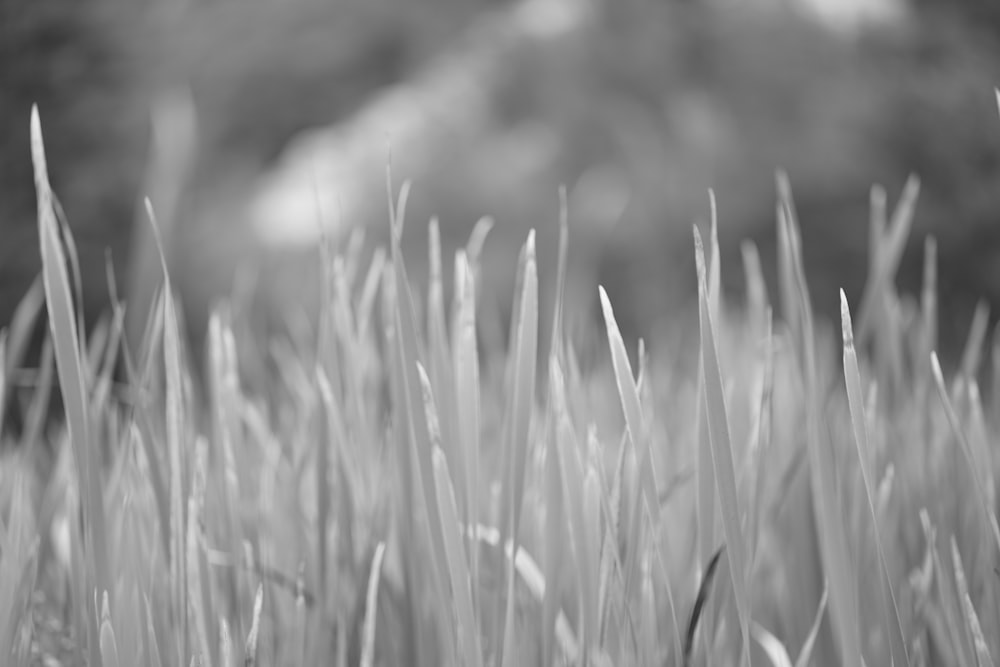 a field of wheat