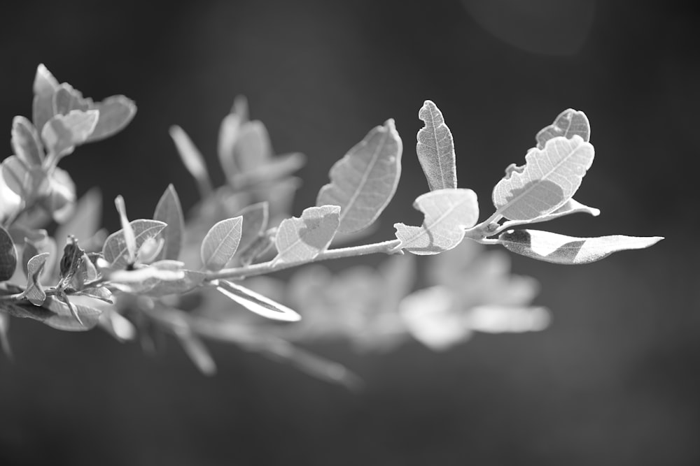 close-up de uma planta