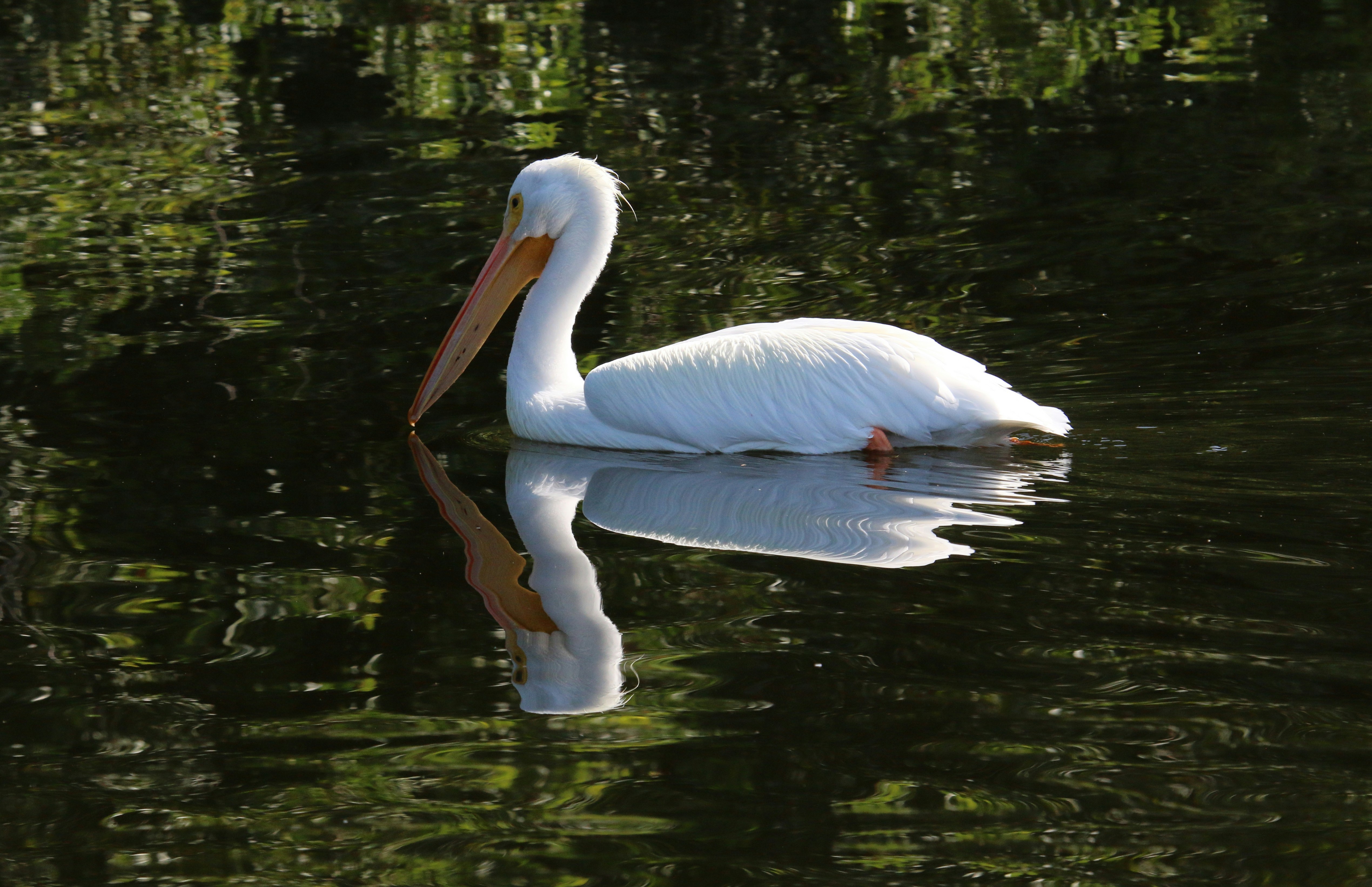 Photo by goldenplover31