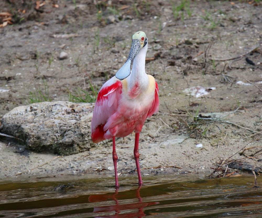 a bird standing in water