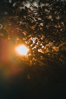 Golden sunlight filtering through leaves, casting gentle shadows on a textured fabric with Islamic patterns.
