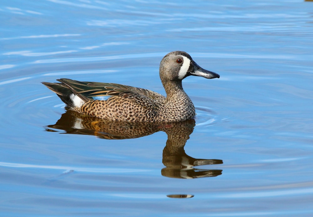 a duck swimming in water