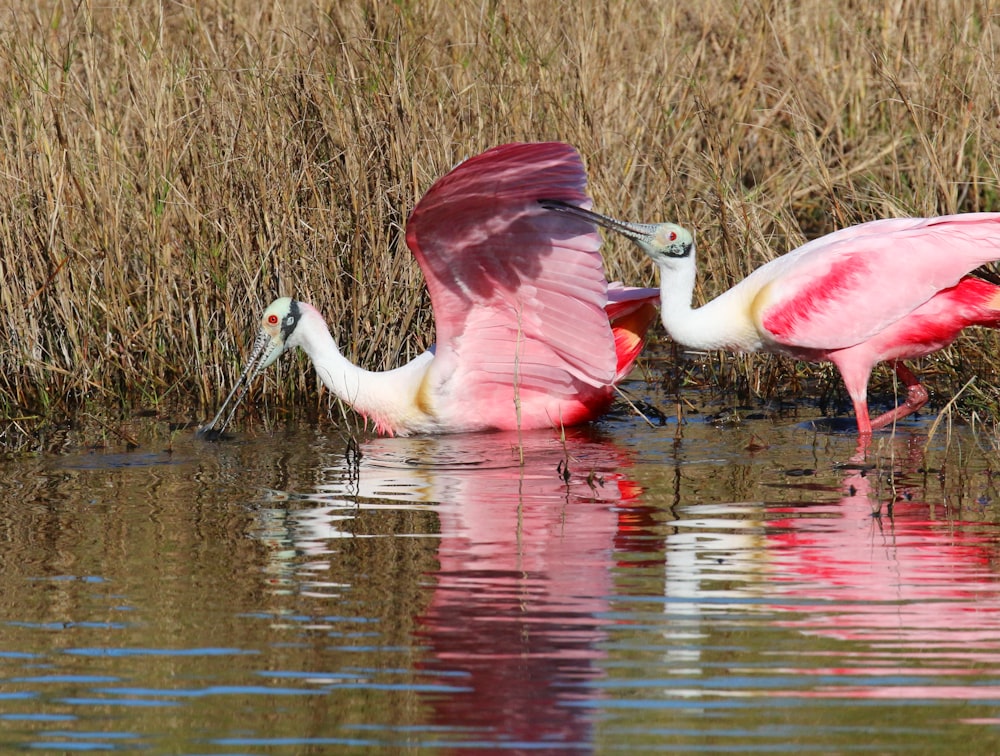 flamingos drinking water from a pond