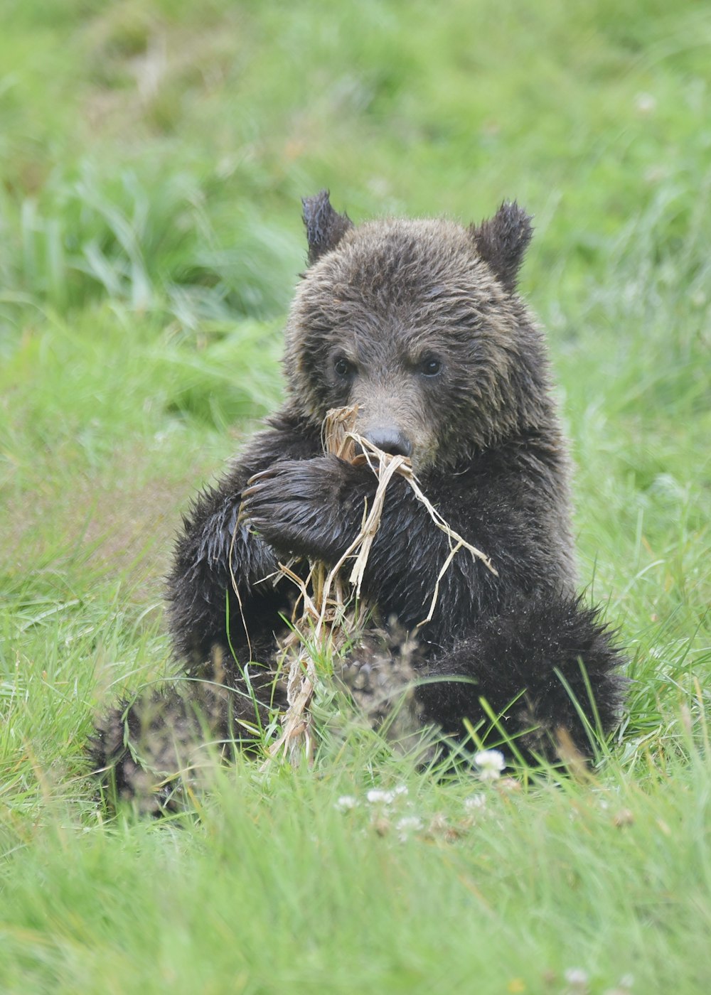 a bear with a fish in its mouth