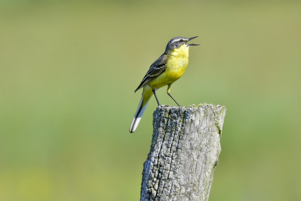 a bird on a tree stump