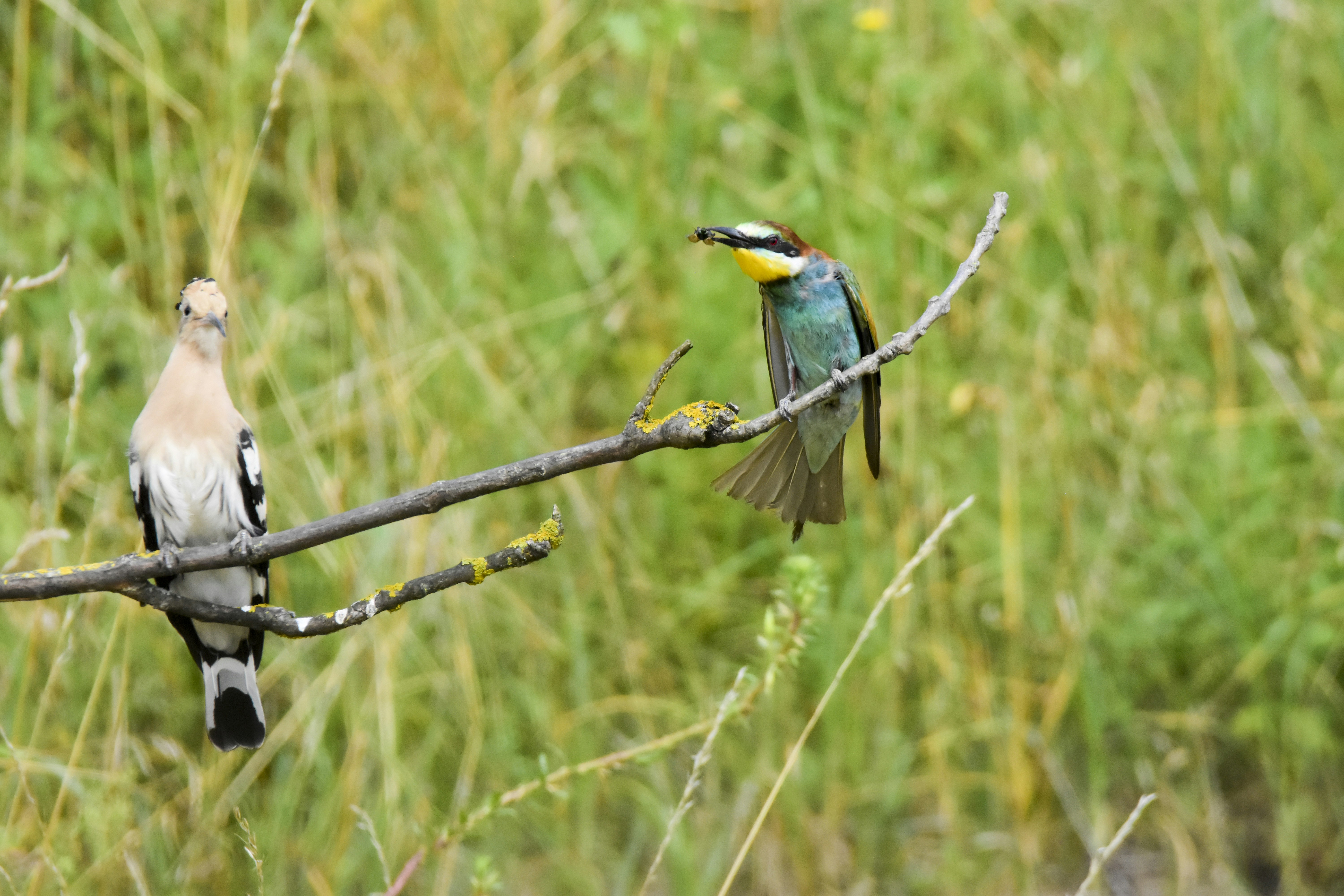 Birds perching on a branch