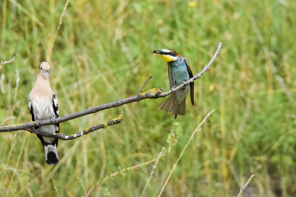 birds sitting on a branch