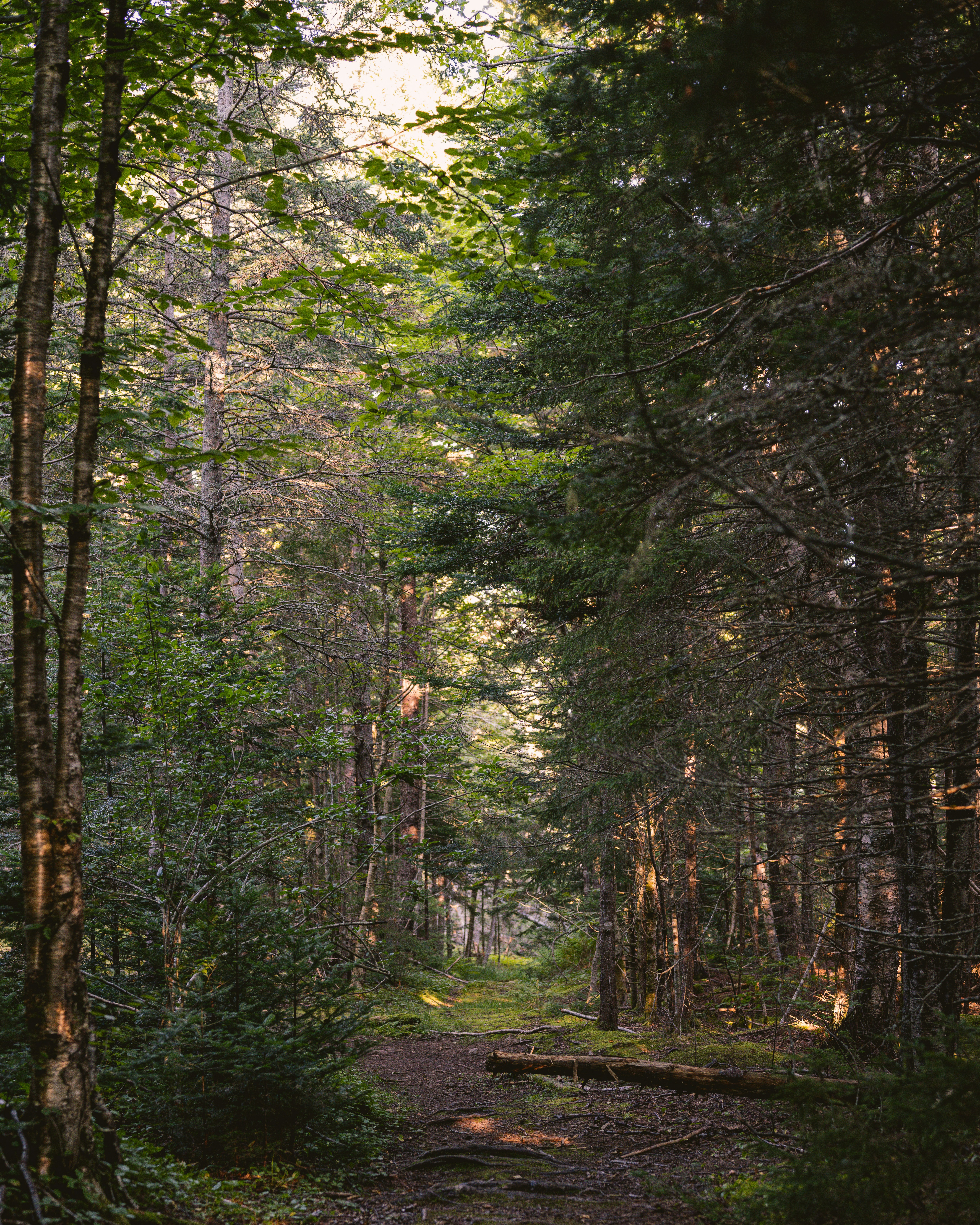 Photo by iamchetanpreet