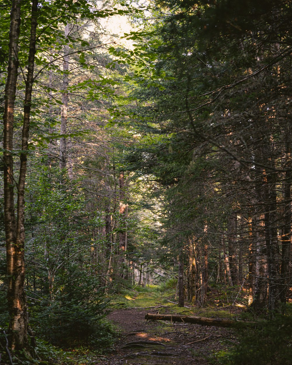 a creek in a forest