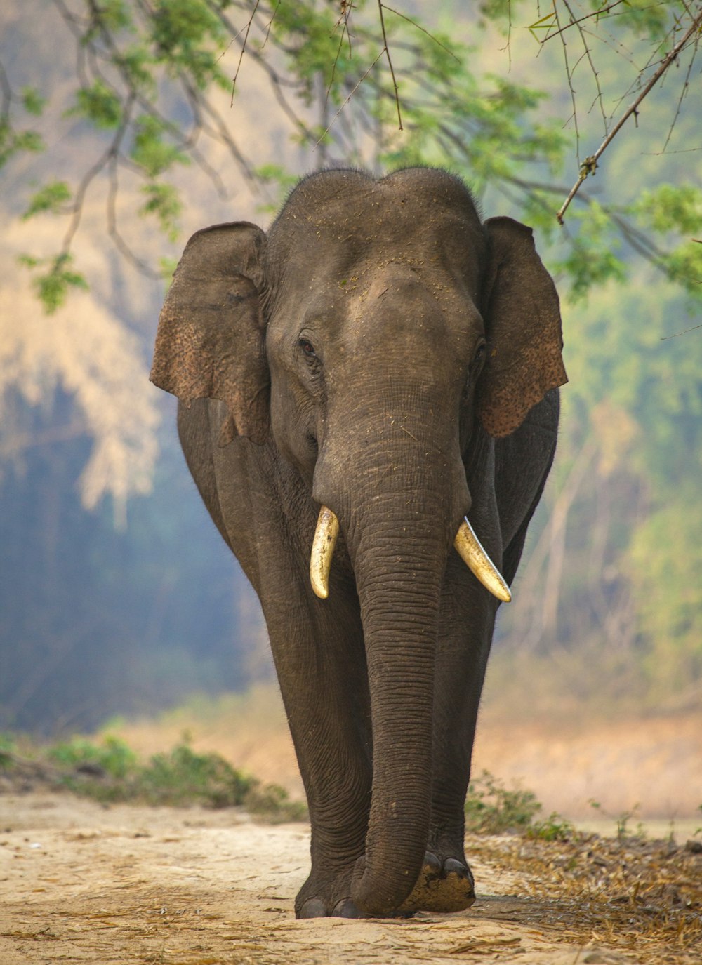 Un éléphant avec des défenses
