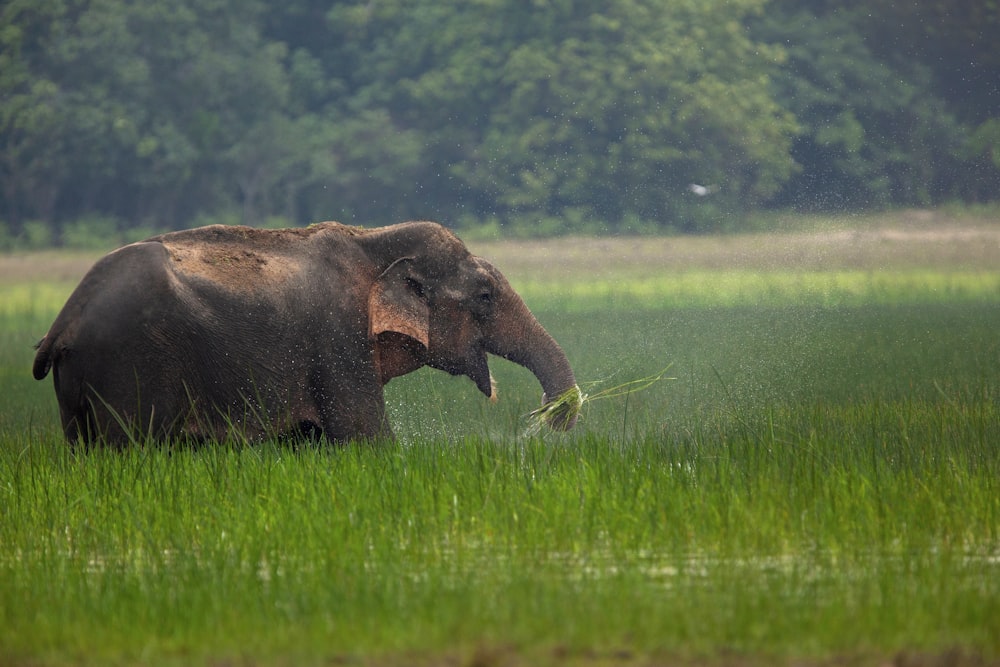 an elephant with tusks in a field