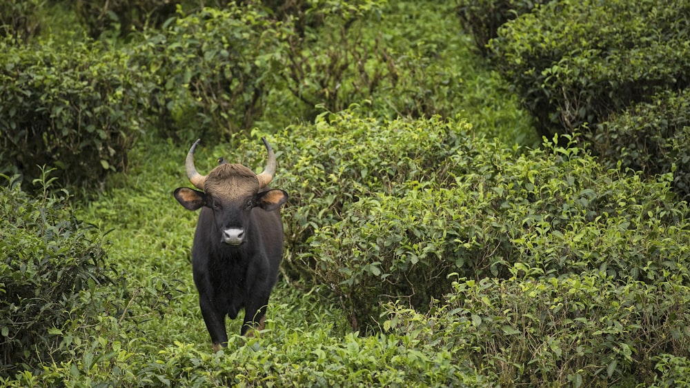 a cow in a field