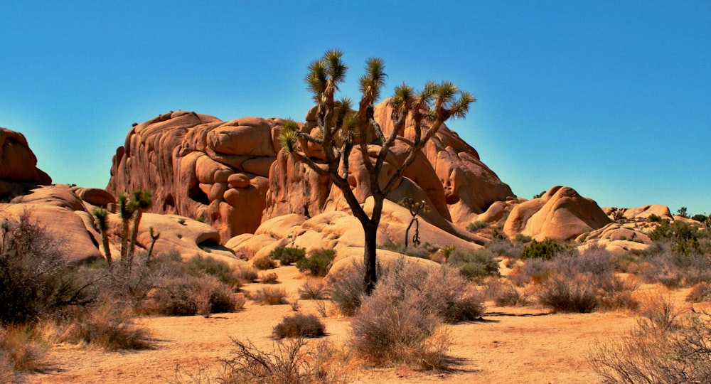 a desert landscape with a tree