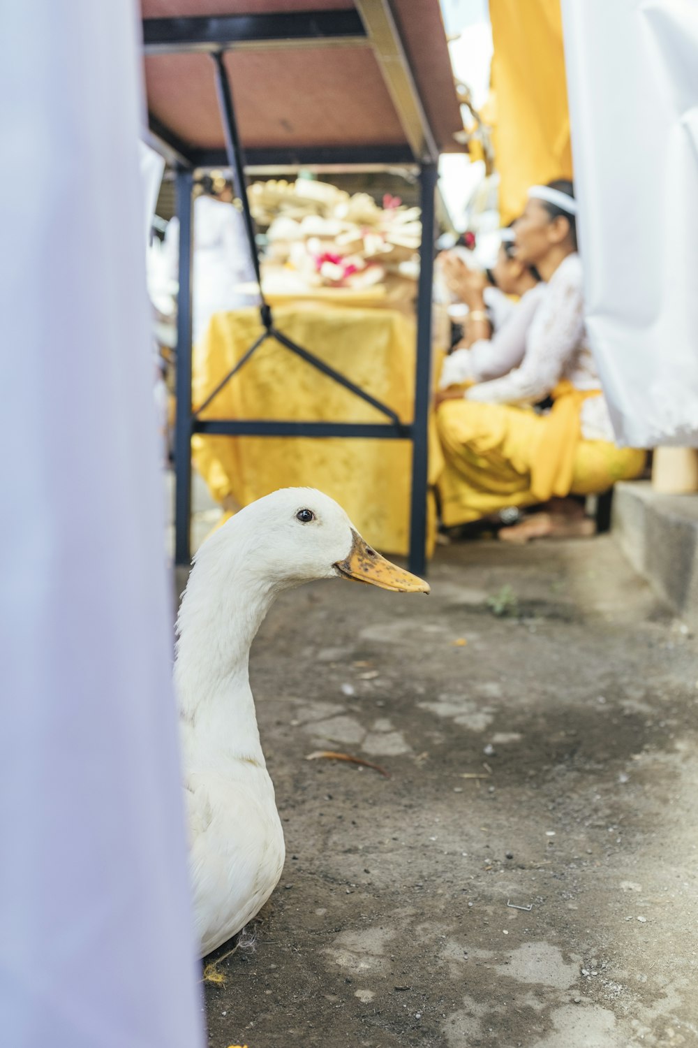 a white duck standing next to a yellow chair