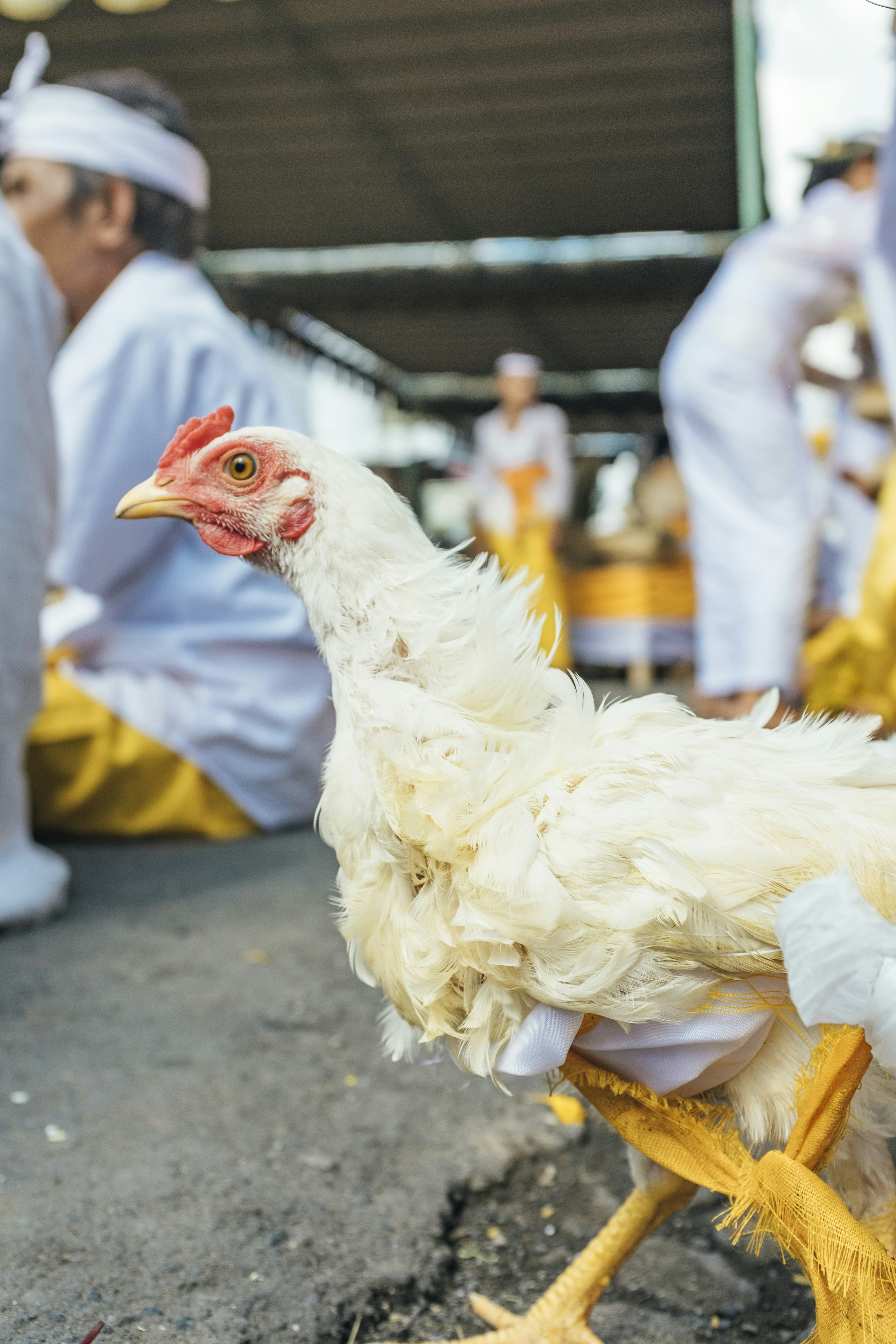 土の表面に立つ鶏