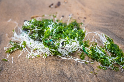 A clump of green seaweed mixed with white fibrous material lies on wet sand. The green seaweed has a vibrant color, while the white fibers add contrast. The surrounding sand has a smooth texture, with some small pebbles scattered around.