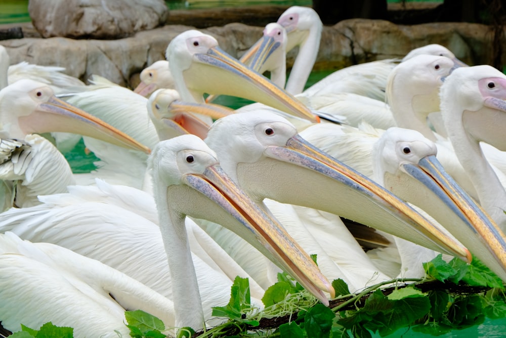 a group of white birds