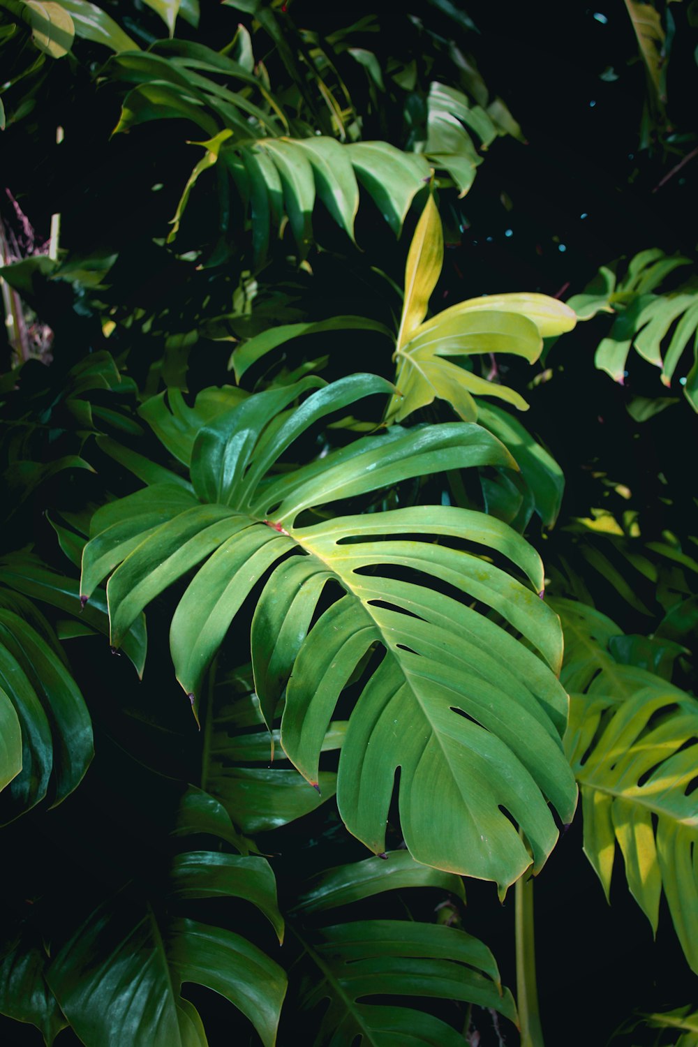 a banana tree with green leaves