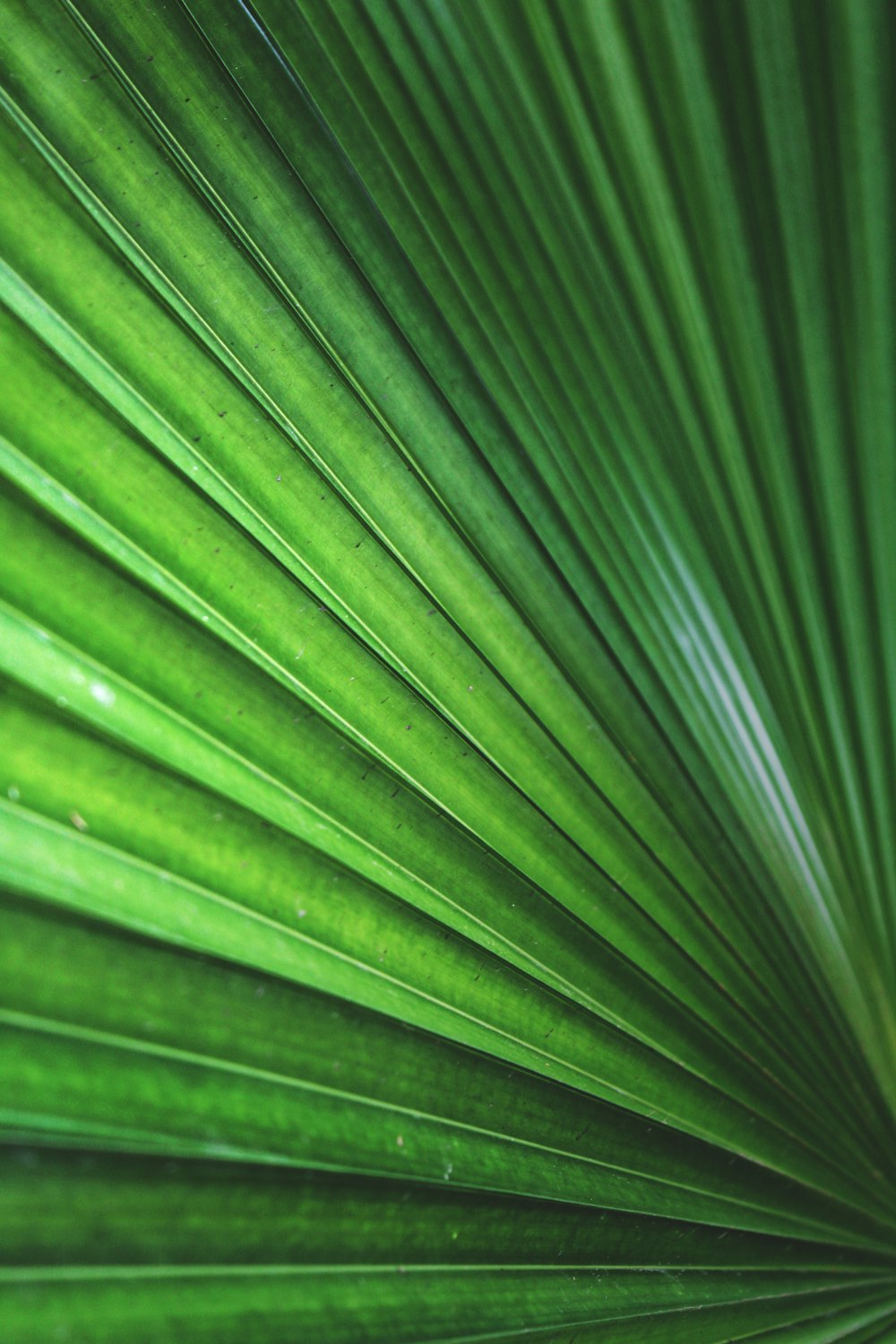 a close up of a plant