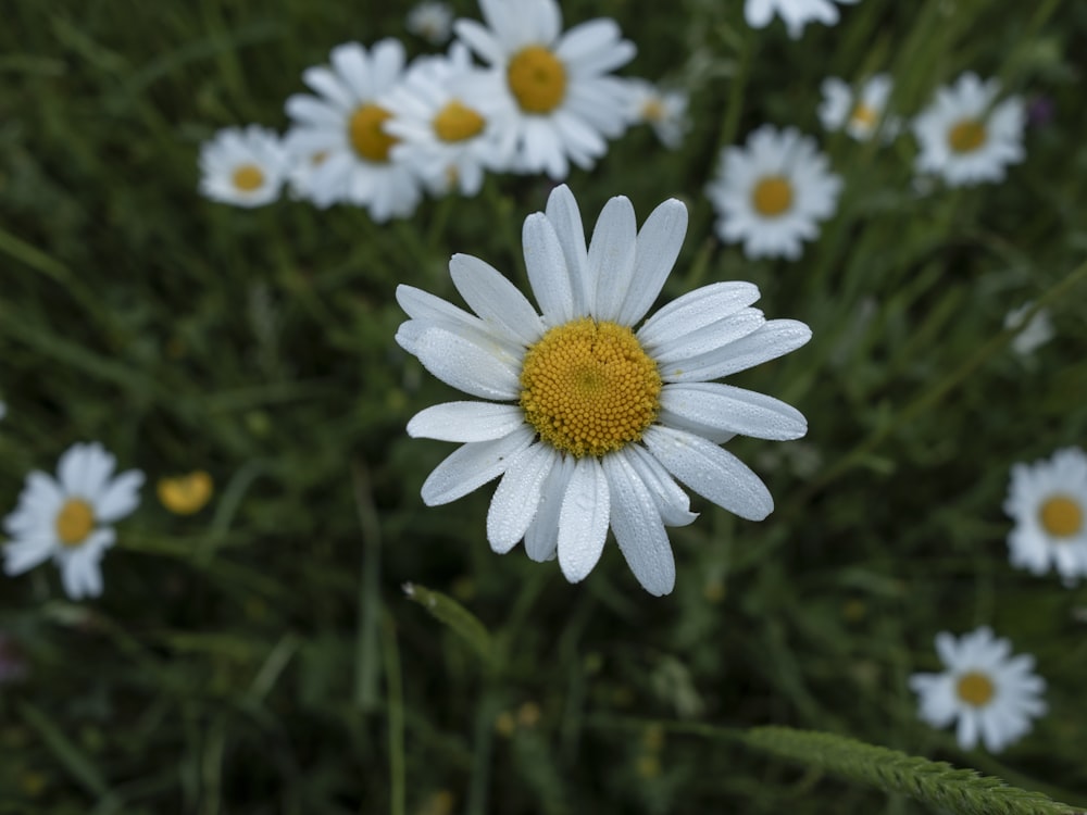 a white flower with yellow center