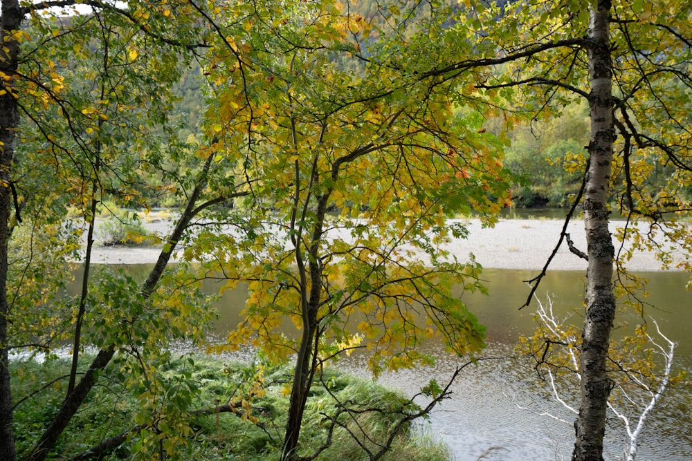 a river with trees around it