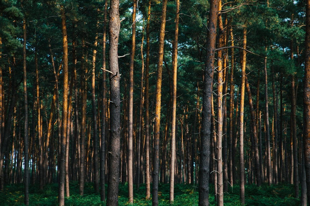 a forest of trees