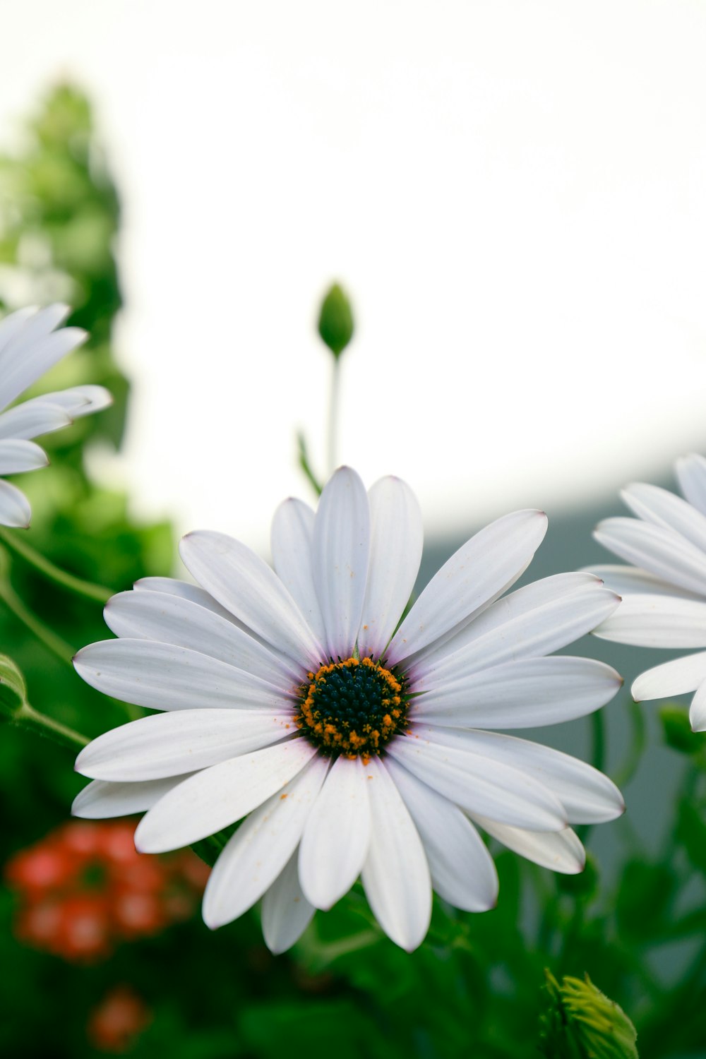 a white flower with a yellow center