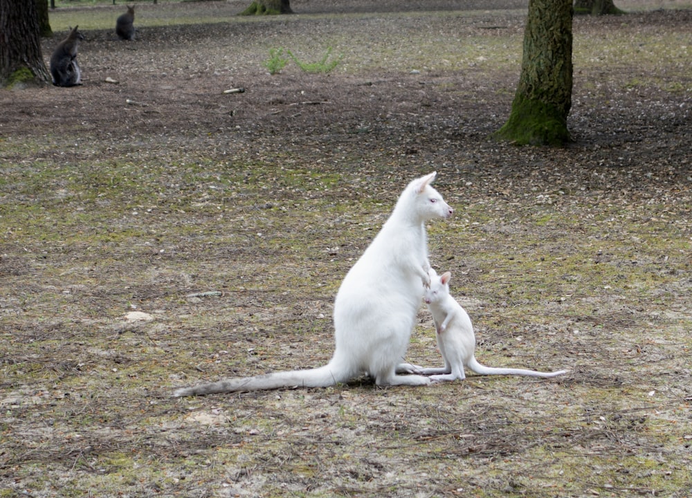 a kangaroo sitting on the ground