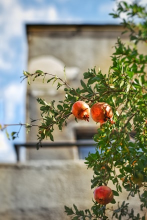 a tree with fruit growing on it