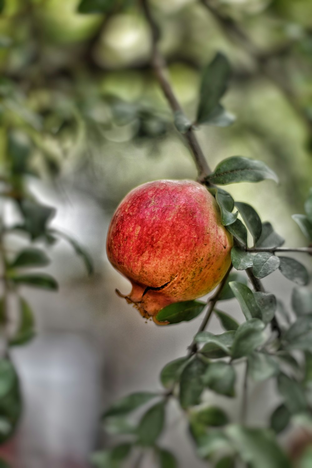 una manzana roja en un árbol