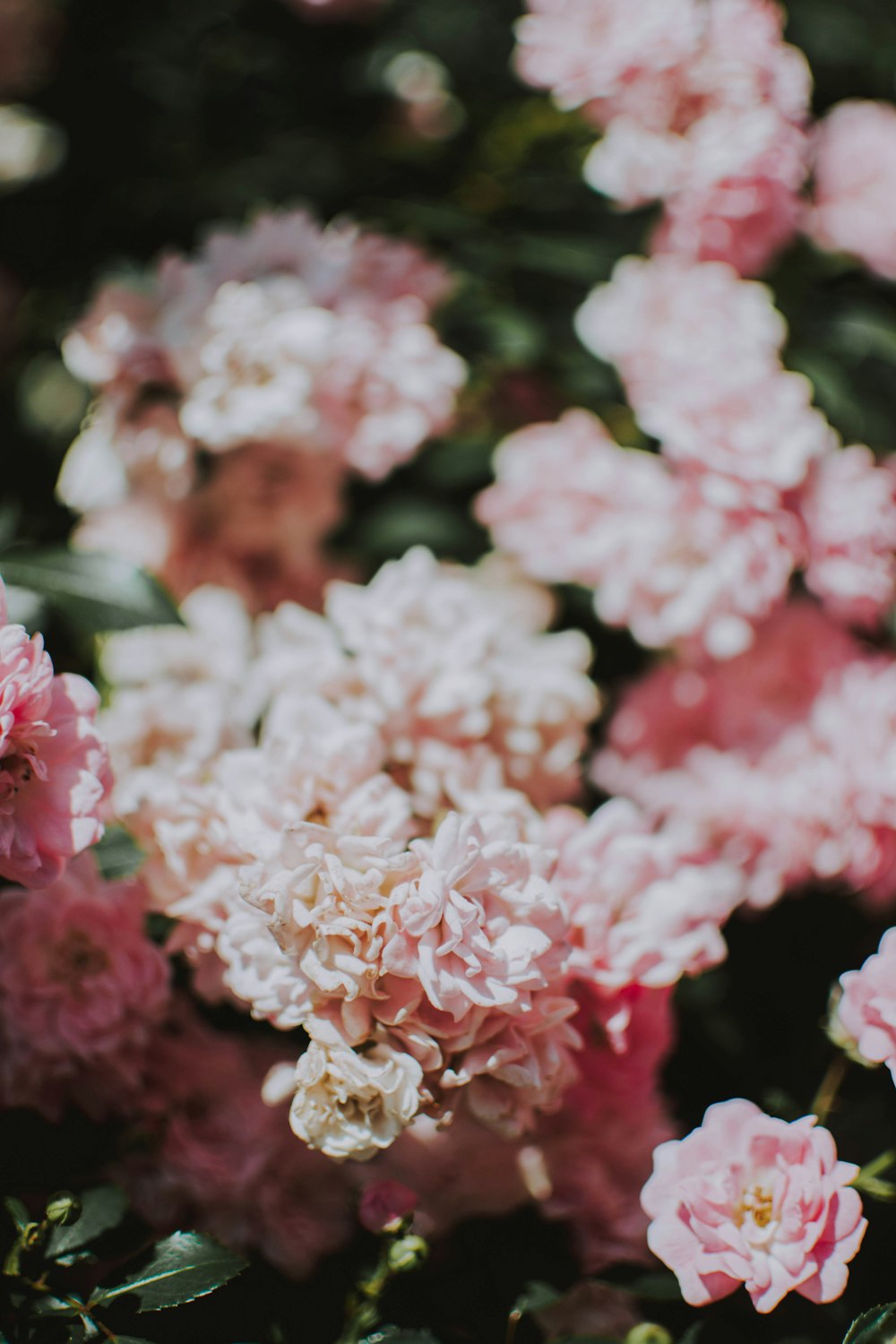 a close up of some flowers