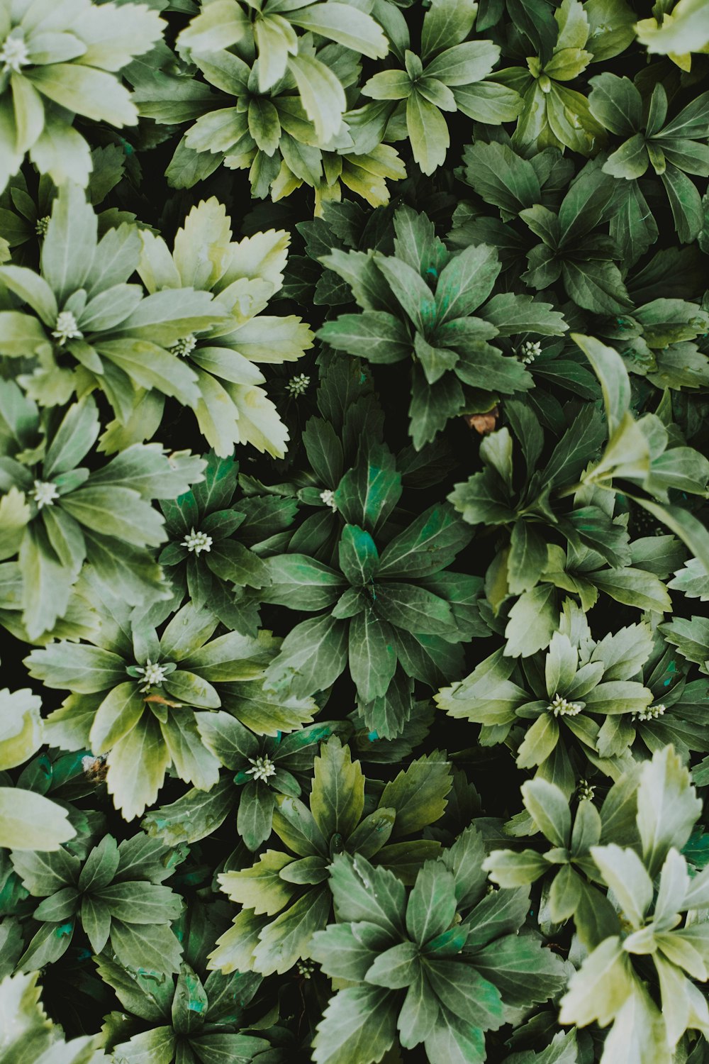 a close up of a plant