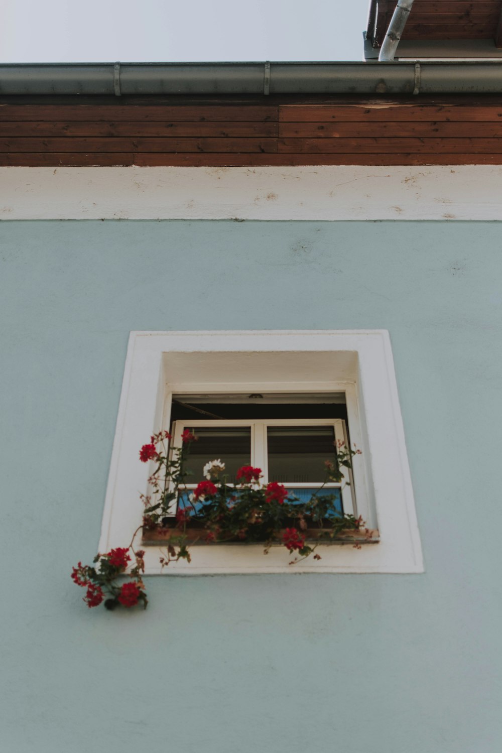 a window with flowers in it