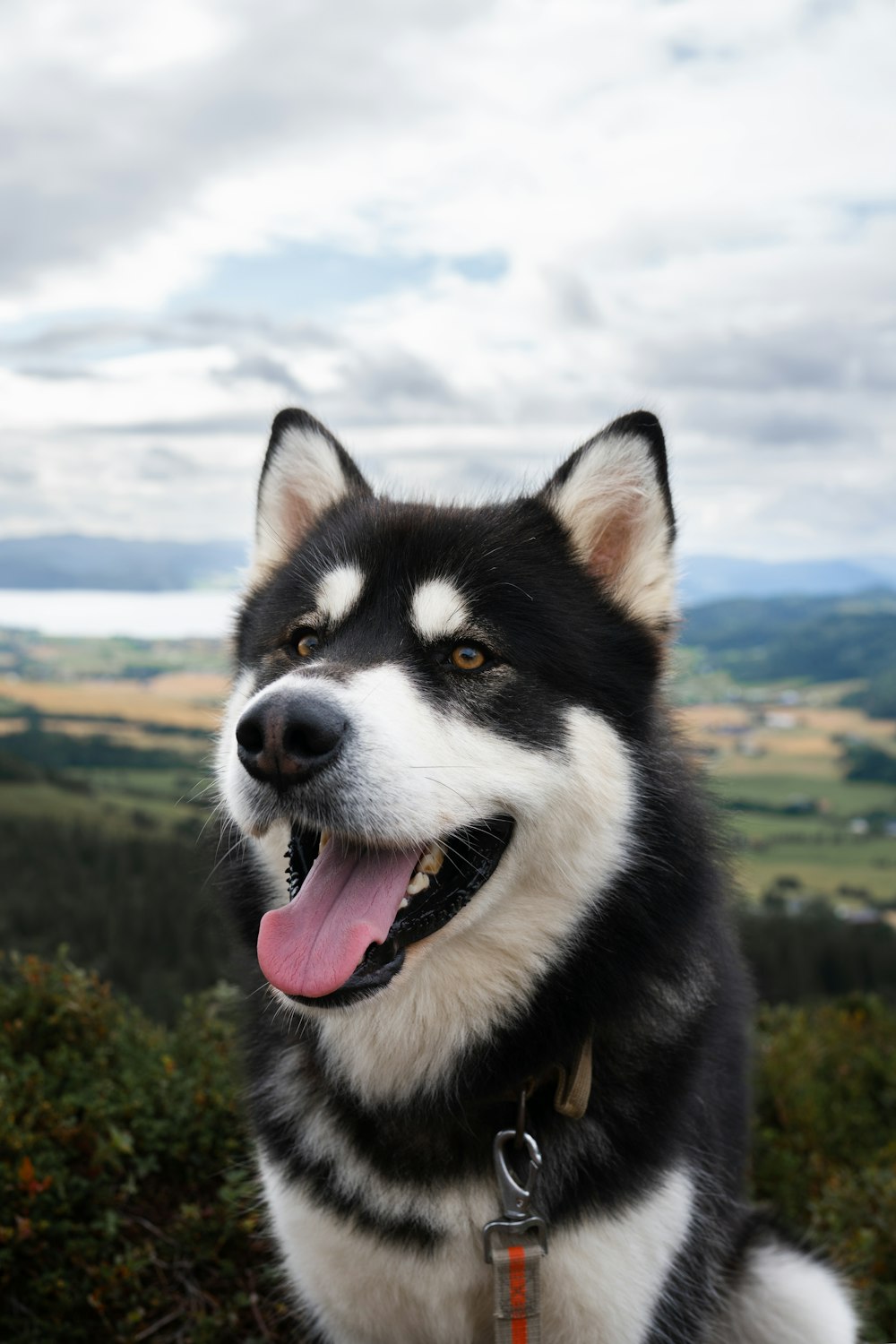 a dog with its tongue out