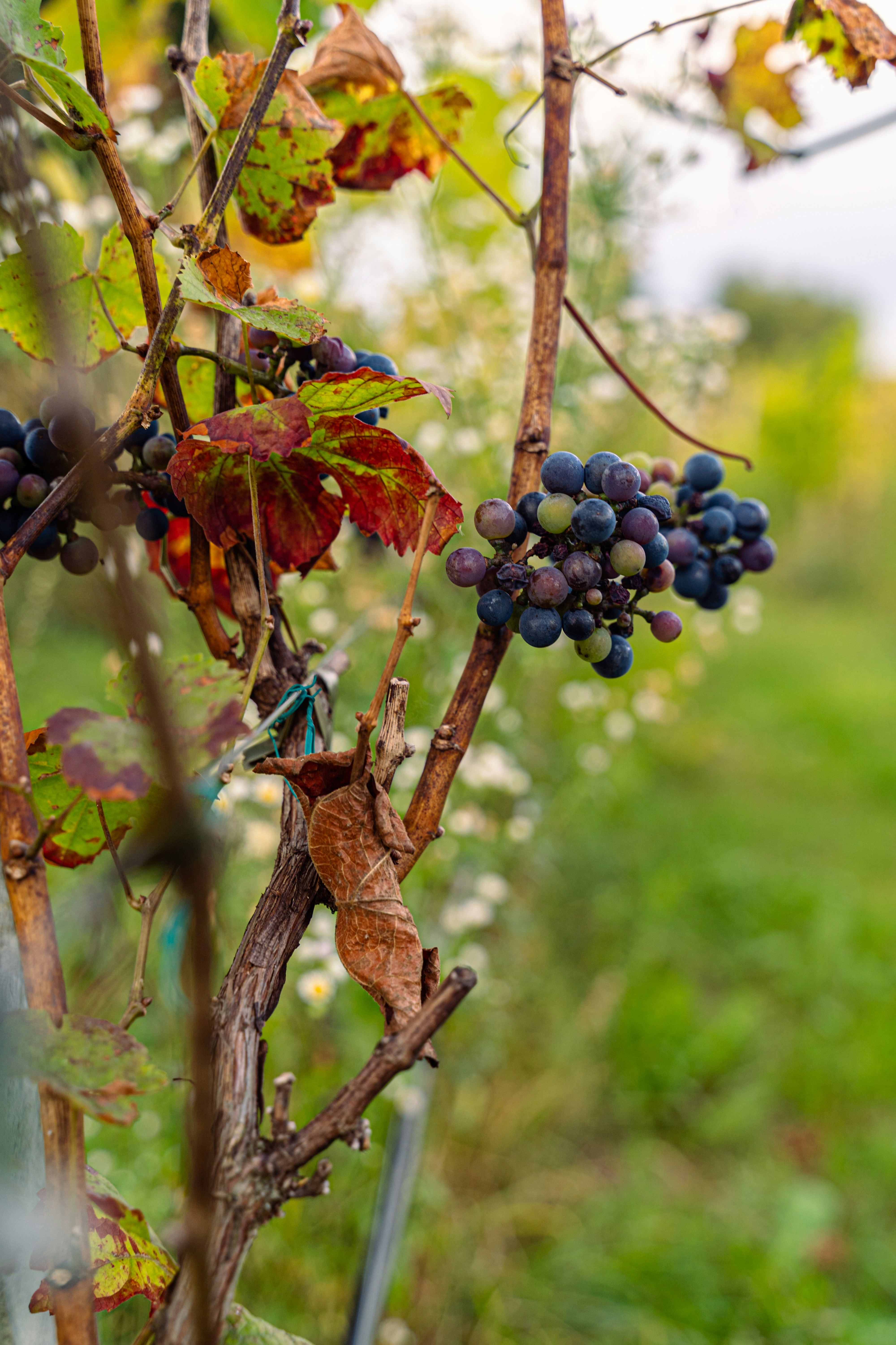 Photo by karolchomka