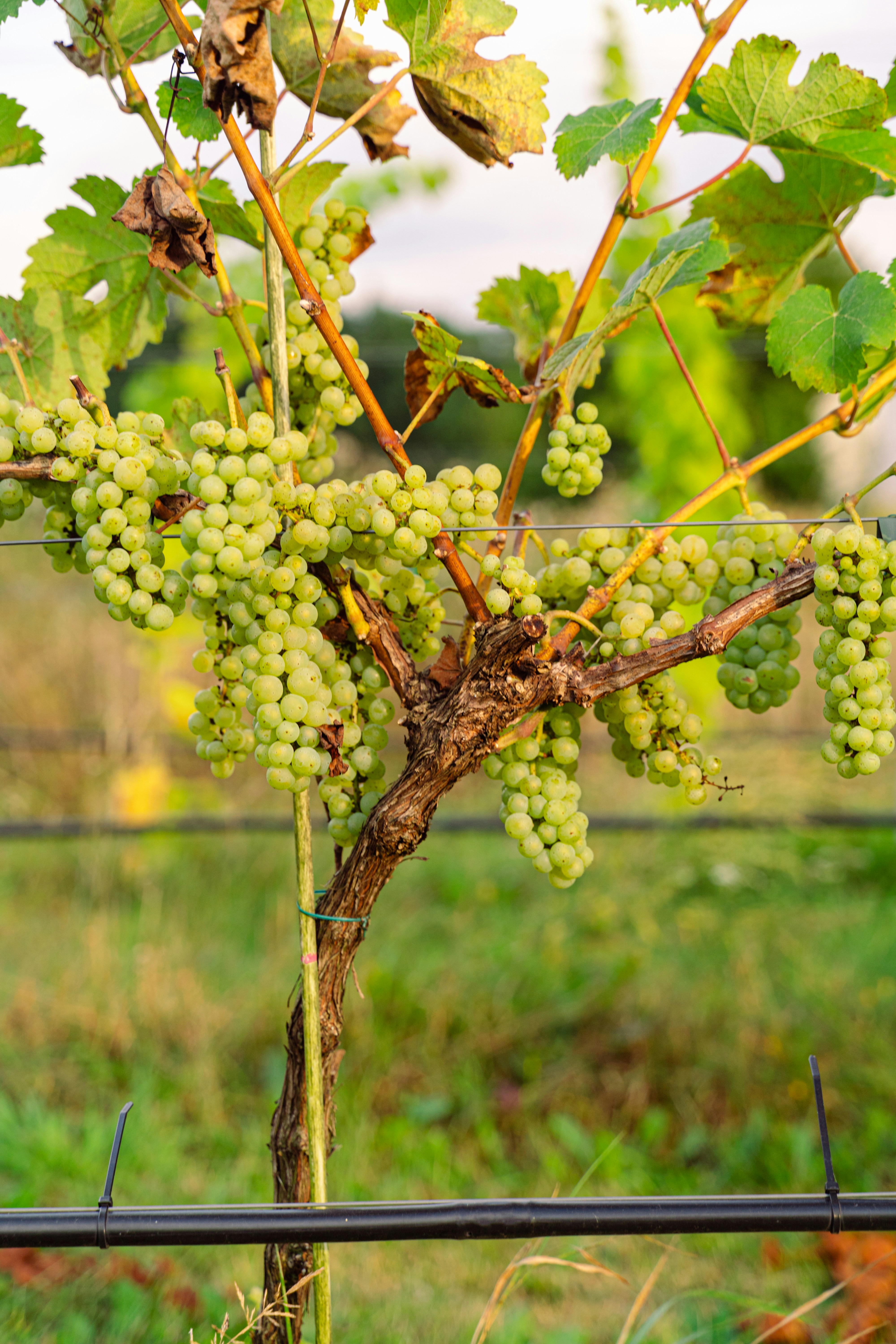 Photo by karolchomka